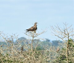 Pernis ptilorhynchus