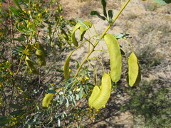 Senna artemisioides