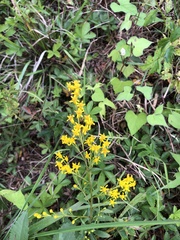 Solidago erecta