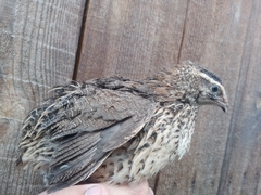 Coturnix coturnix