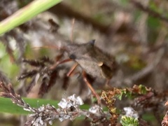 Picromerus bidens