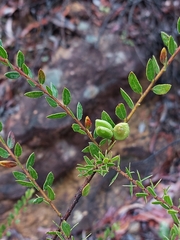 Acacia hispidula