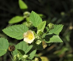 Sida cordifolia