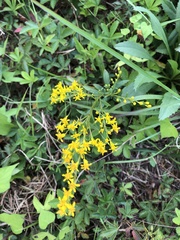 Solidago erecta