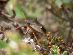 Picromerus bidens