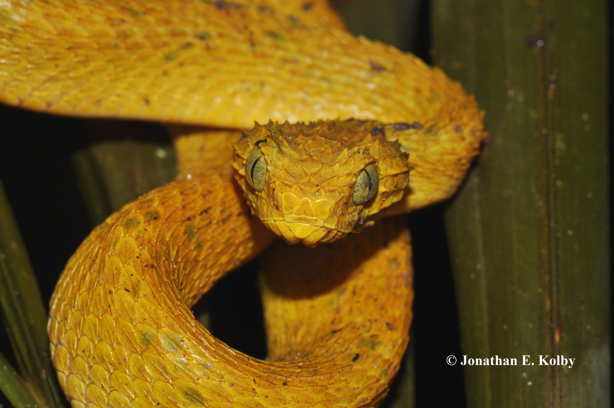 Venomous Bush Viper Snake (Atheris squamigera) with yellow (juvenile) tail  Stock Photo