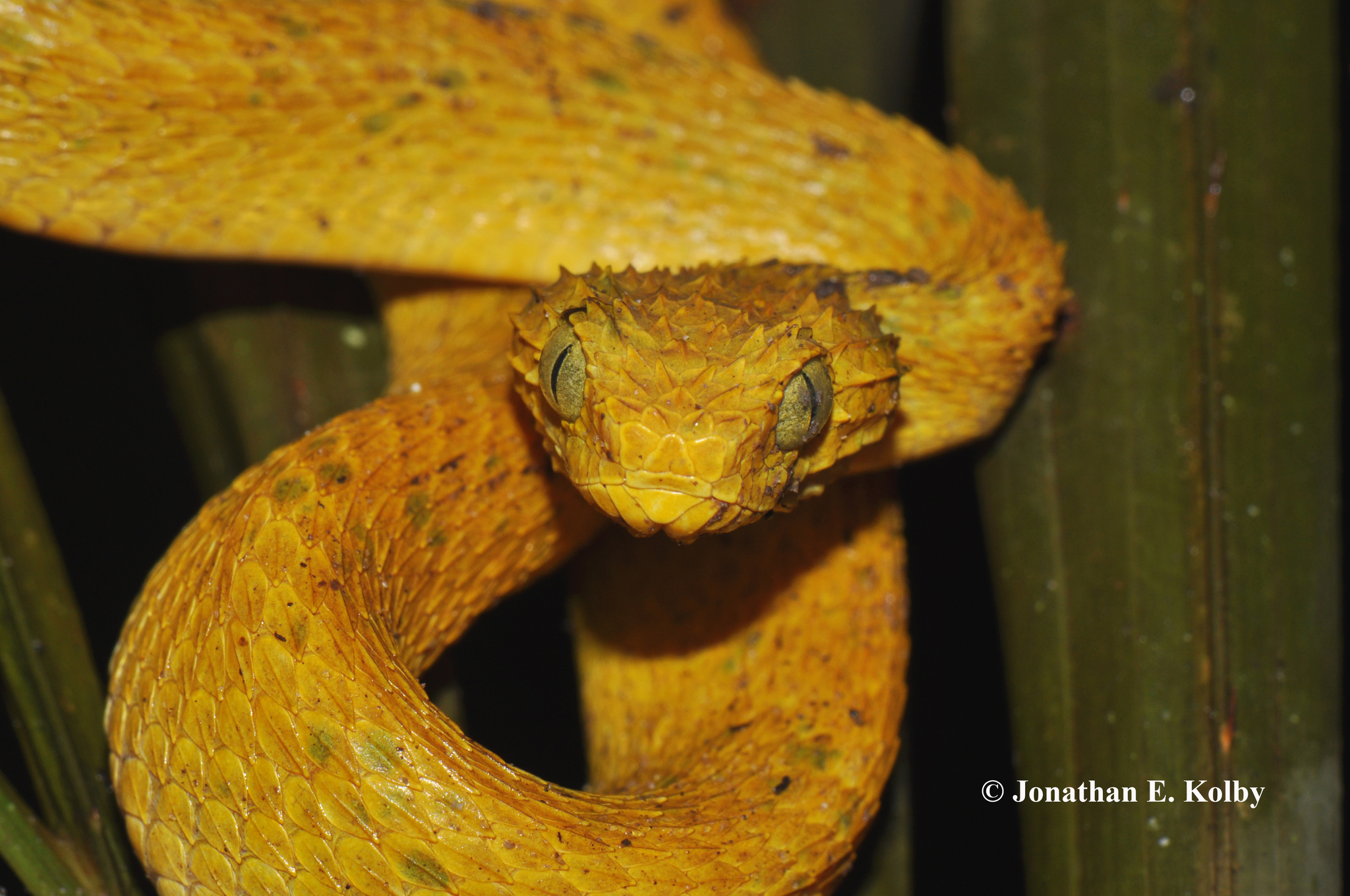 African Bush Viper Atheris Squamigera Coiled Around A Tree Branch Native To  Masai Mara Kenya Africa Controlled Situation High-Res Stock Photo - Getty  Images