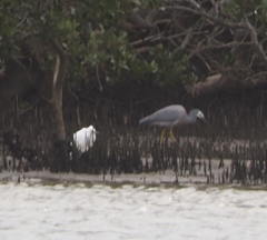 Egretta novaehollandiae