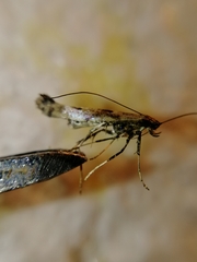 Caloptilia populetorum