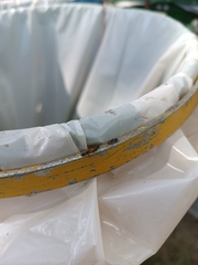 Crematogaster scutellaris