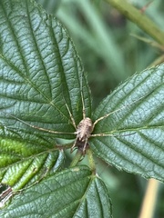 Paroligolophus