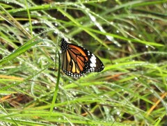 Danaus genutia