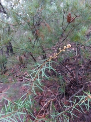 Astrotricha longifolia