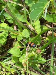 Hycleus biundulatus