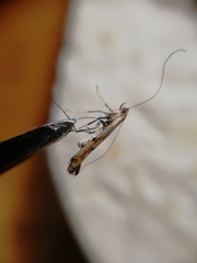 Caloptilia populetorum