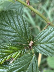 Paroligolophus
