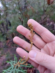 Astrotricha longifolia