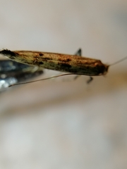 Caloptilia populetorum