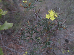 Phebalium bullatum