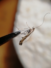 Caloptilia populetorum