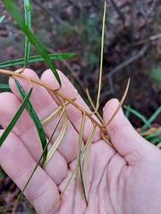 Astrotricha longifolia