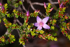 Calytrix