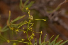 Drosera hirsuta