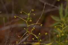 Drosera hirsuta