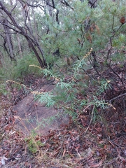 Astrotricha longifolia