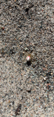 Enoplognatha ovata