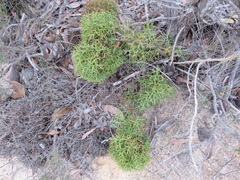 Isopogon ceratophyllus