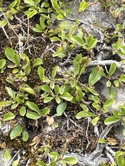 Rhamnus pumila