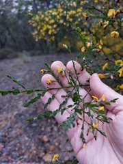 Bossiaea rhombifolia