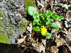 Ficaria verna