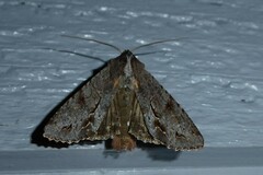 Ichneutica ustistriga