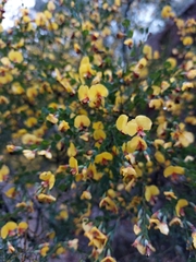 Bossiaea rhombifolia