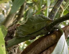 Eudocima hypermnestra