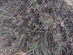 Lepidobolus drapetocoleus