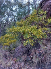 Bossiaea rhombifolia