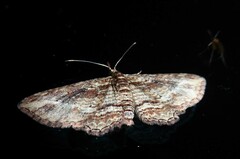 Chloroclystis filata