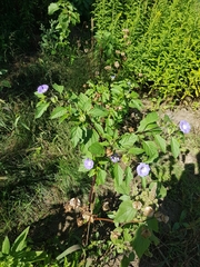 Nicandra physalodes