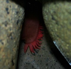 Actinia tenebrosa