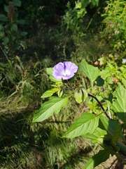 Nicandra physalodes