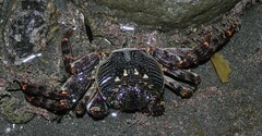 Leptograpsus variegatus