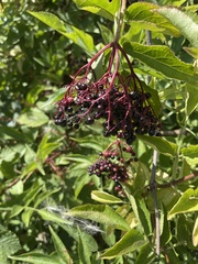 Sambucus nigra