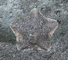Patiriella regularis