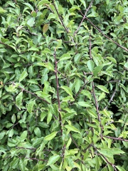 Prunus spinosa