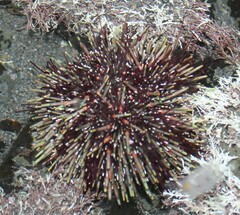 Evechinus chloroticus