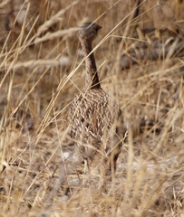 Eupodotis ruficrista