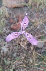 Moraea elliotii